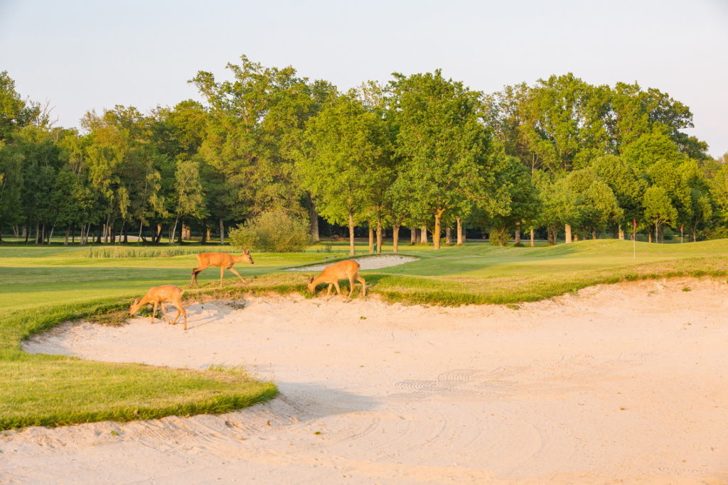 animaux sur golf