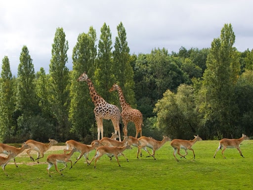 girafes et gazelles Yvelines