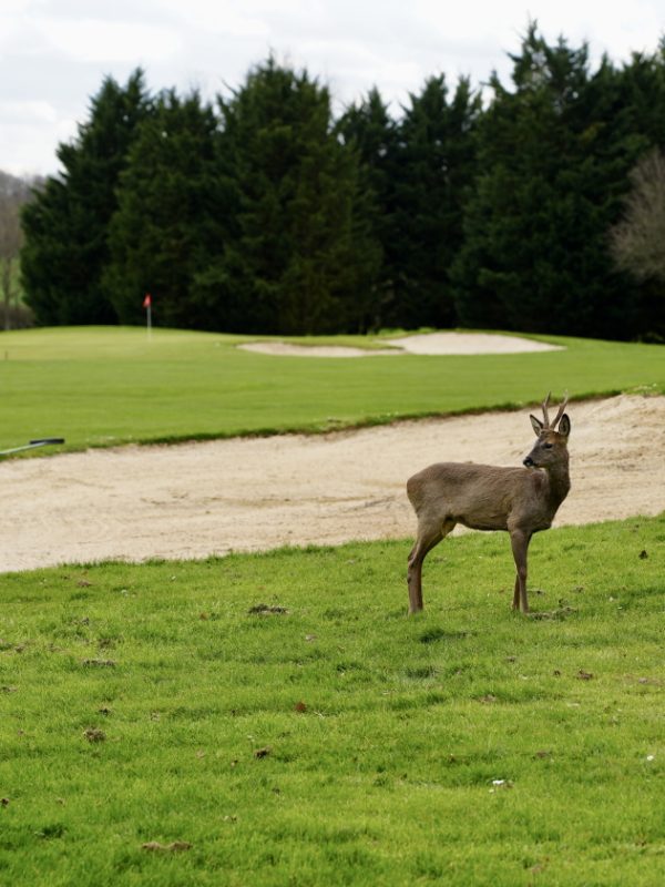 deers-golf-des-yvelines