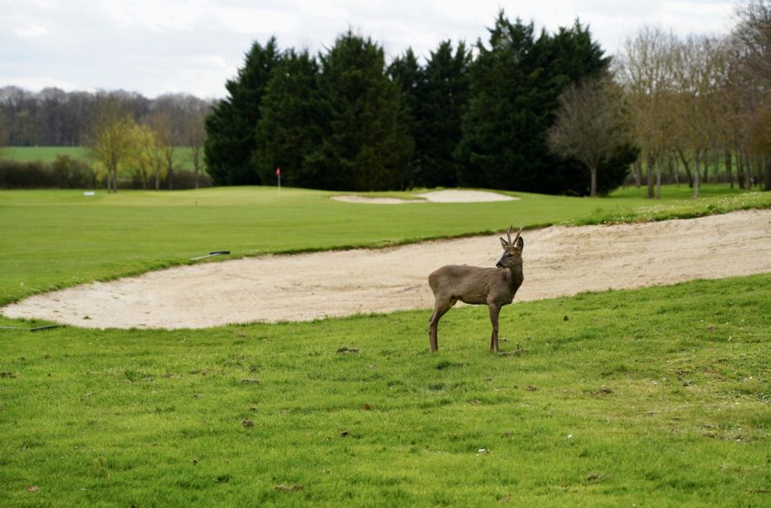 deers-golf-des-yvelines