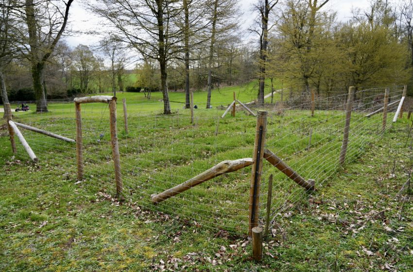 Un enclos en bois destiné à la pousse de jeunes arbres, Resonance Golf Collection