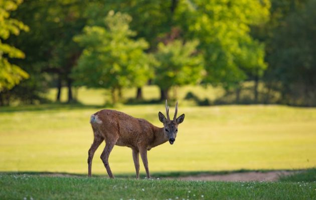 Chevreuil au bord d’un bunker sur le parcours de golf