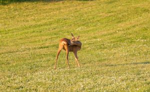 Les chevreuils du Golf des Yvelines : une nature préservée au cœur du parcours - Open Golf Club