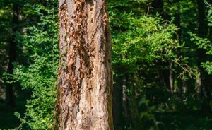 Un arbre mort peut encore abriter beaucoup de vie - Open Golf Club
